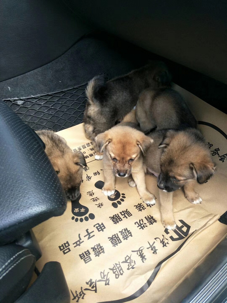 �ɰ�����С�̹�����