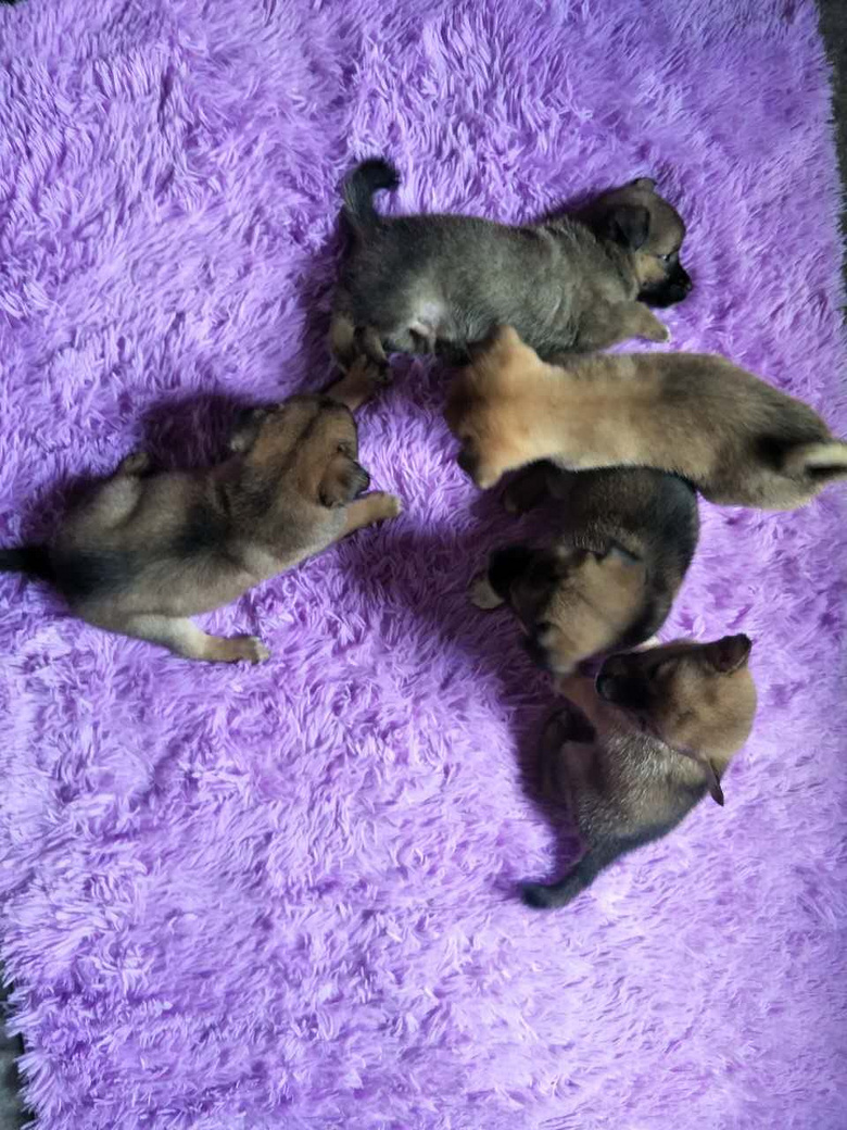 �ɰ�����С�̹�����