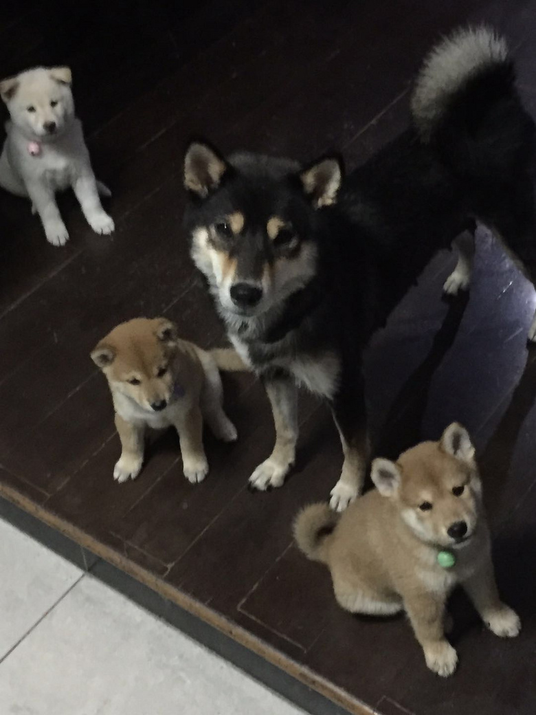 ������Ȯ��������