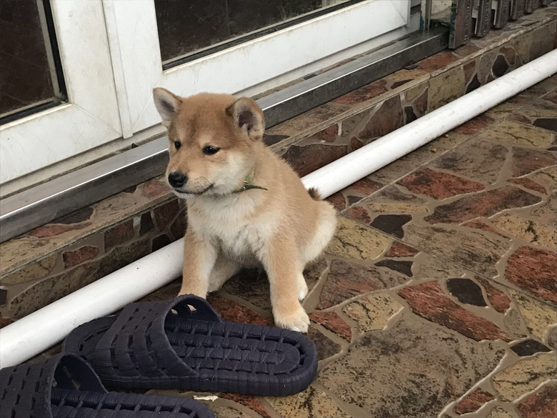 ������Ȯ��������