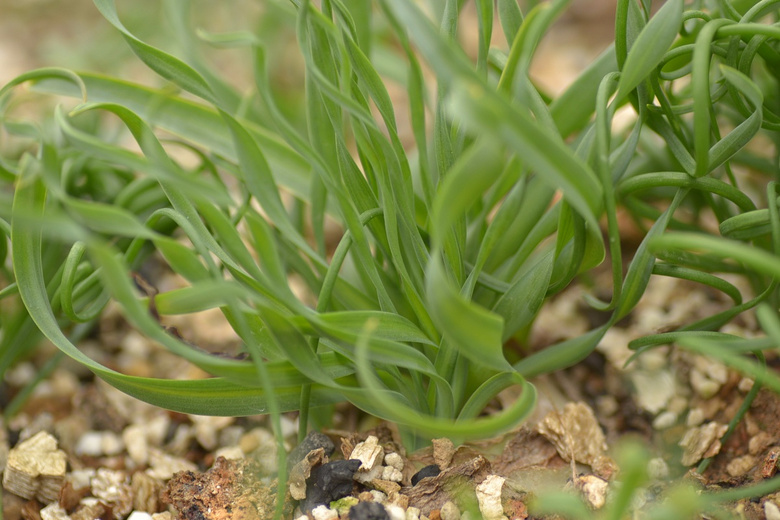 С�С�����