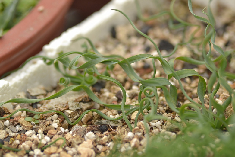 С�С�����