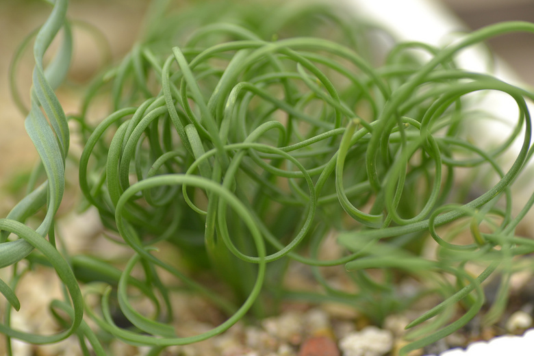 С�С�����