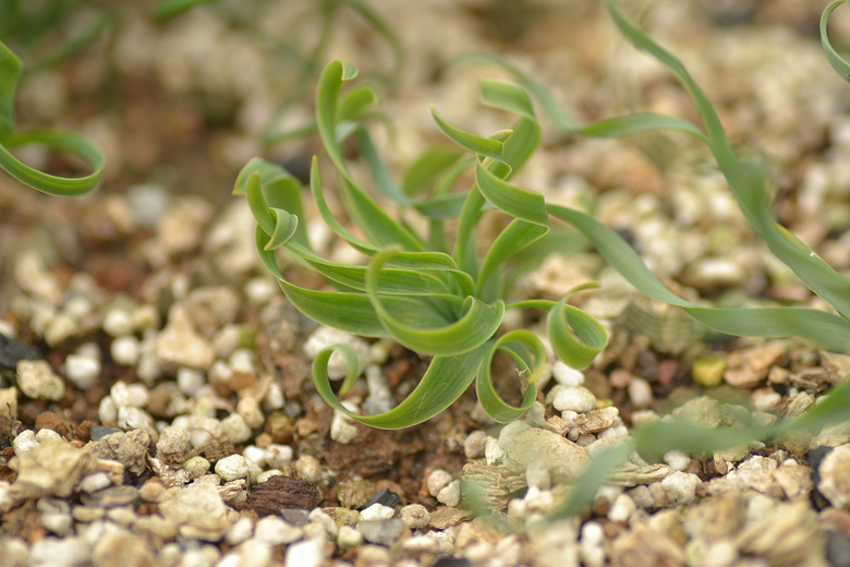 С�С�����