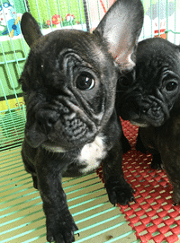 ���ۼ��������»��߷�����ţȮMM������������ȫ