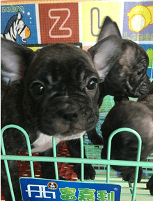 ���ۼ��������»��߷�����ţȮMM������������ȫ