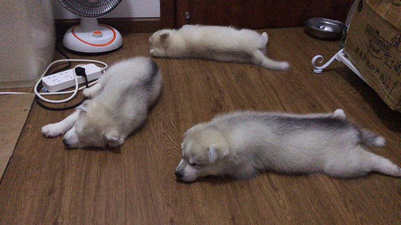 ���ۼ�����ʿ��