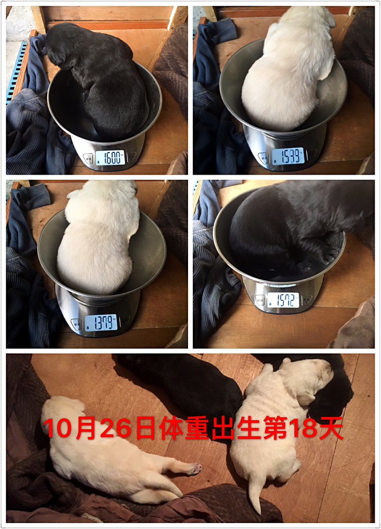 10��8�ճ�����˫Ѫͳ������ֽоƬ��ȫ�����к�ĸ�׹���