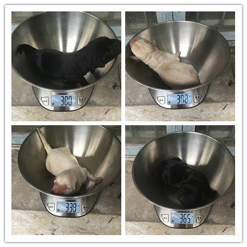10��8�ճ�����˫Ѫͳ������ֽоƬ��ȫ�����к�ĸ�׹���
