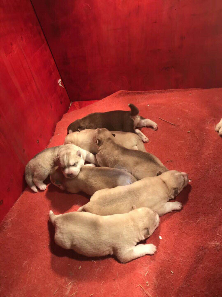 ���ۼ����̻�ɫ��ʿ���ٺ�