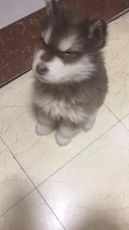 ���˳���һ�����µİ���˹��-ĸ
