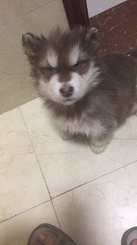 ���˳���һ�����µİ���˹��-ĸ