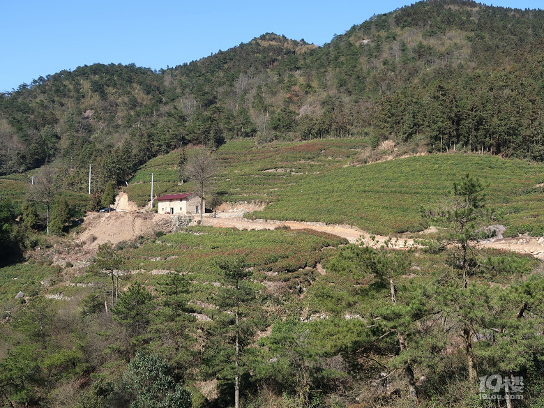 前面就是下屋村茶场