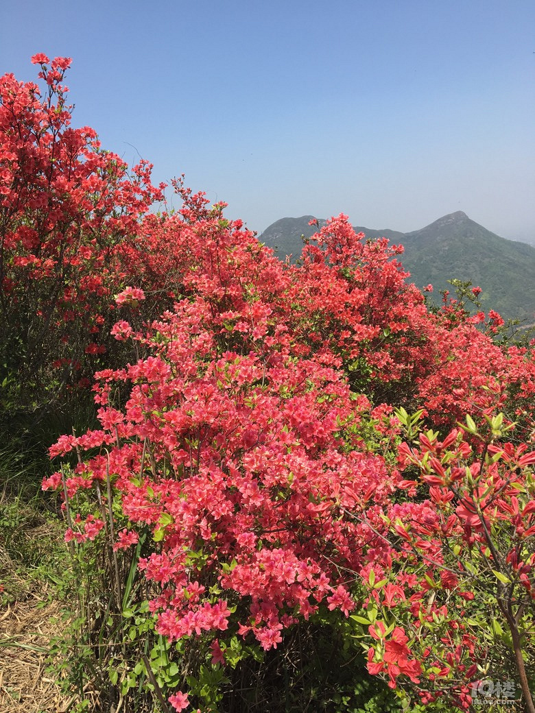 上堡山观杜鹃花-台州旅游-台州19楼