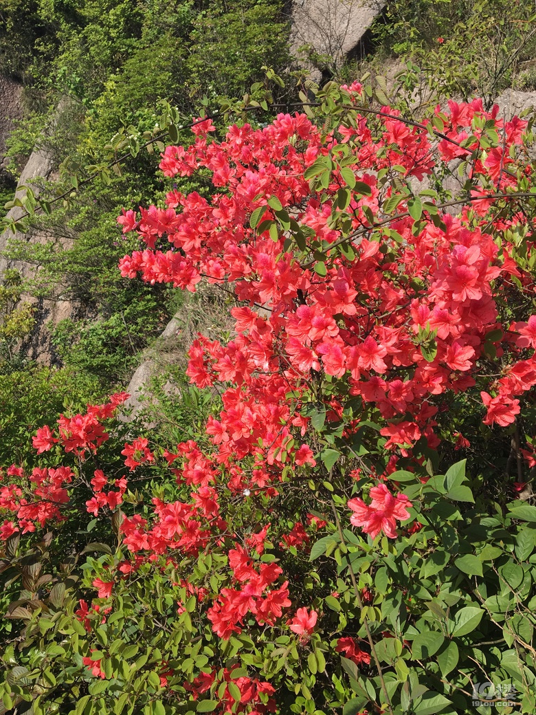 走过开满山花的雁荡山脊，独自穿行雁荡四尖
