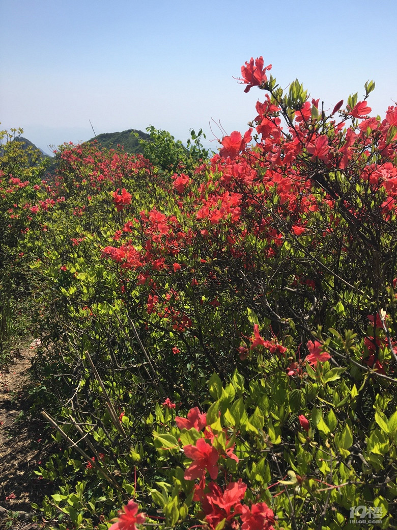 走过开满山花的雁荡山脊，独自穿行雁荡四尖