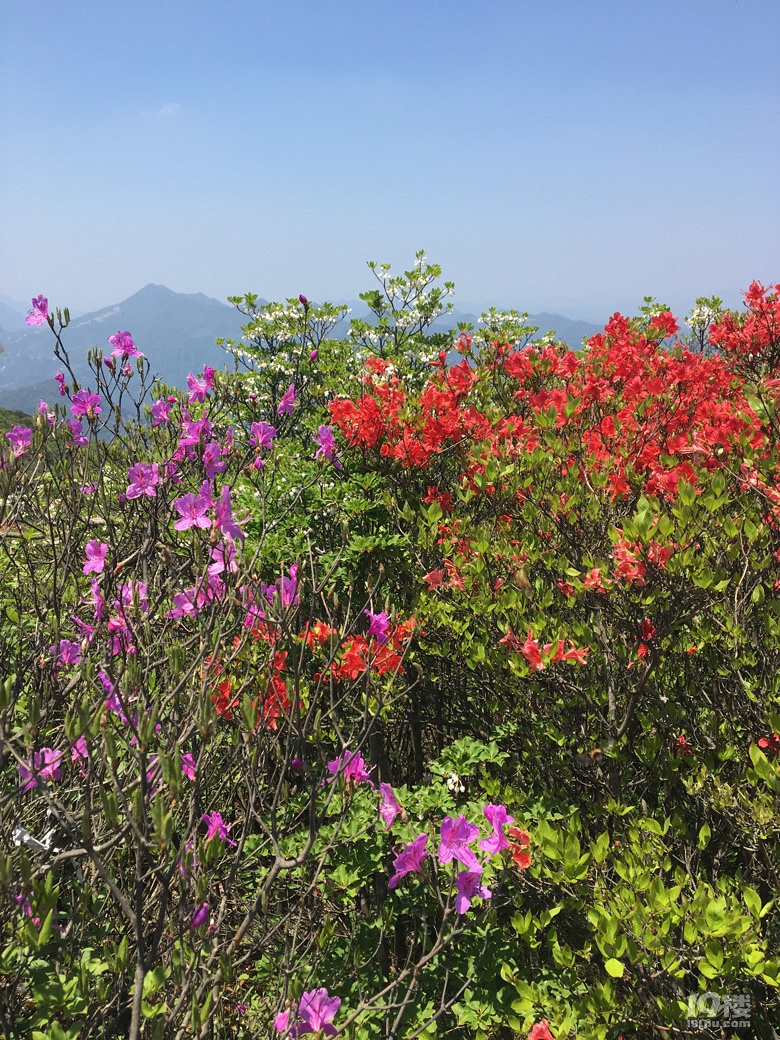 走过开满山花的雁荡山脊，独自穿行雁荡四尖