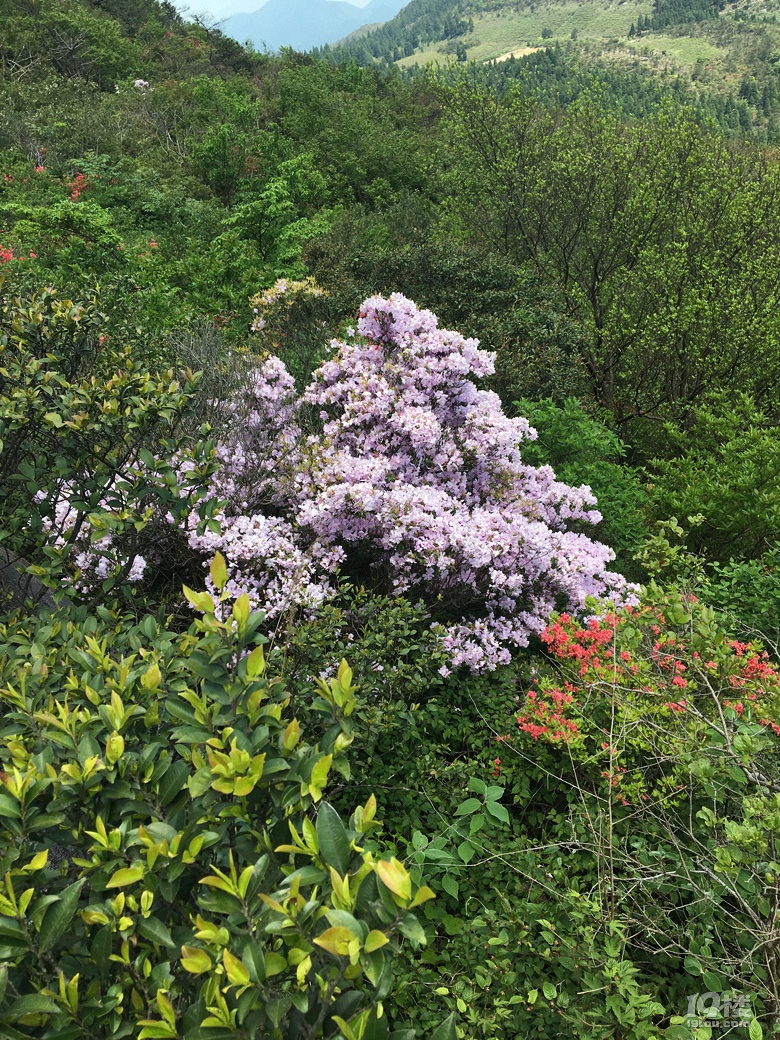 走过开满山花的雁荡山脊，独自穿行雁荡四尖