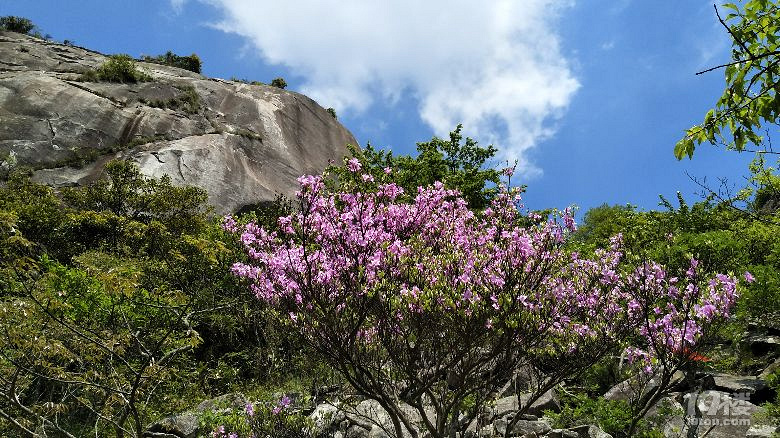 走过开满山花的雁荡山脊，独自穿行雁荡四尖