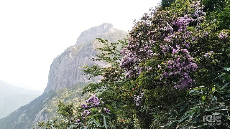 走过开满山花的雁荡山脊，独自穿行雁荡四尖