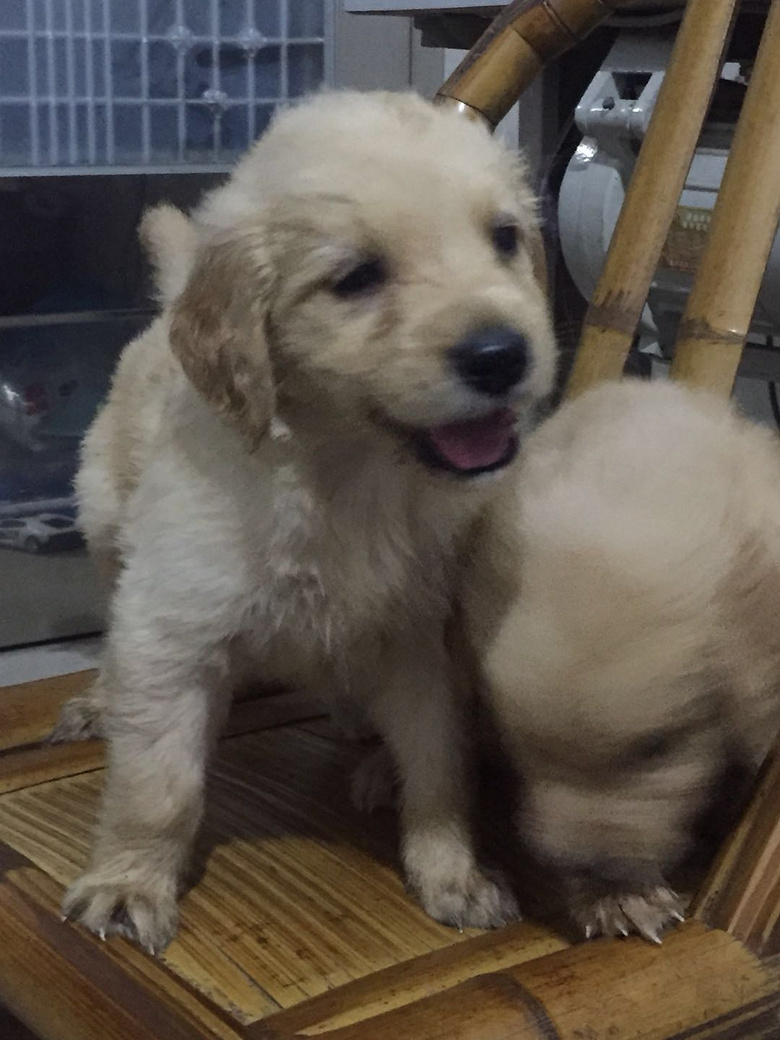 ���ۿɰ��Ľ�ë��Ȯ666����ĸһ���ٶ�