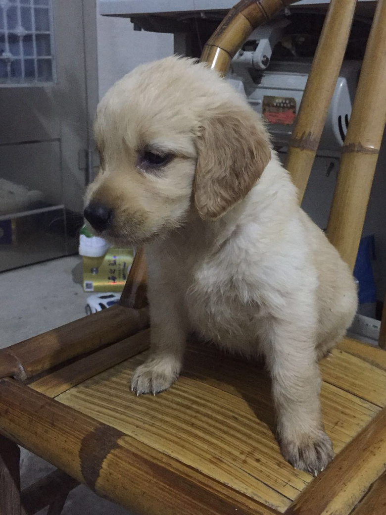 ���ۿɰ��Ľ�ë��Ȯ666����ĸһ���ٶ�