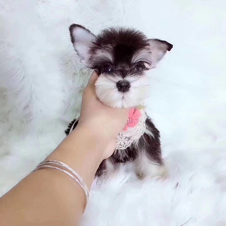 ���ۼ���ѩ����۸��