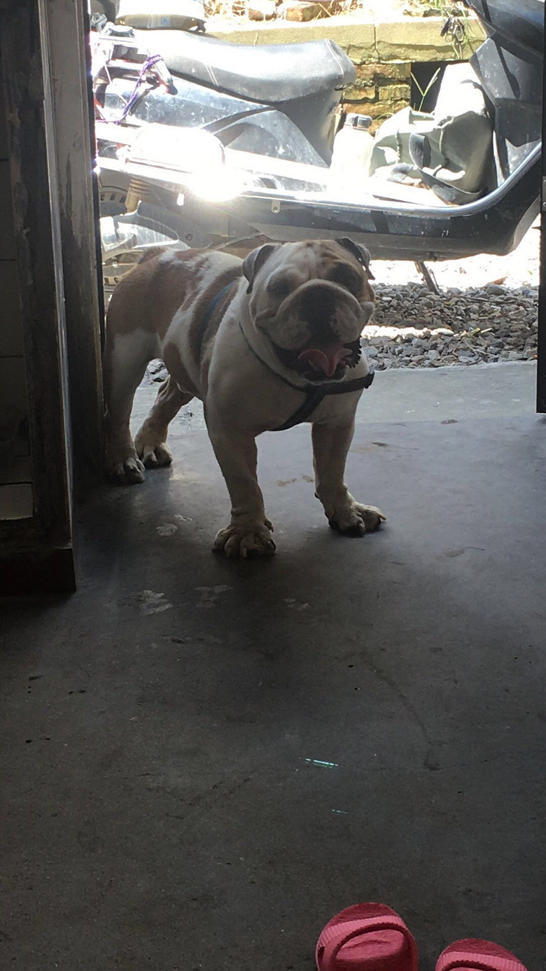 Ѫͳ����Ӣ����ţ