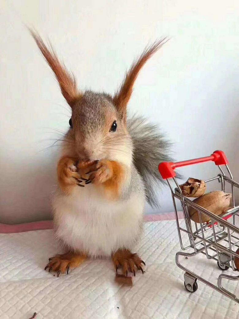 ѩ�������Ը���ɣ�ʮ�����֣�����谮��������顣