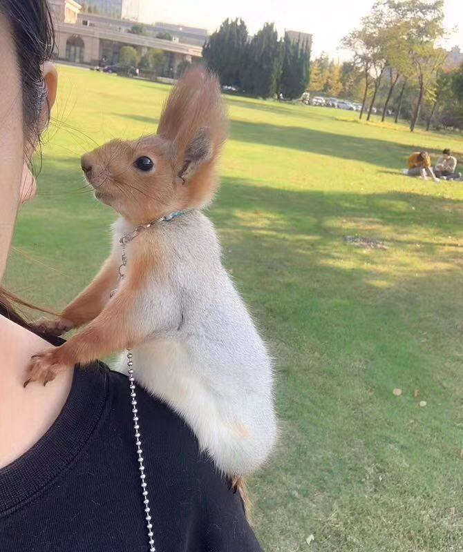 ѩ�������Ը���ɣ�ʮ�����֣�����谮��������顣