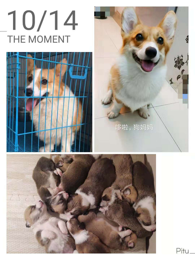 ����С�»���������