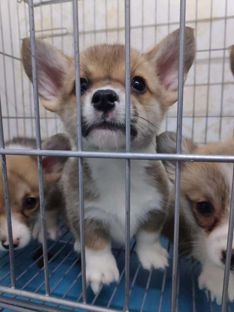 ����С�»���������