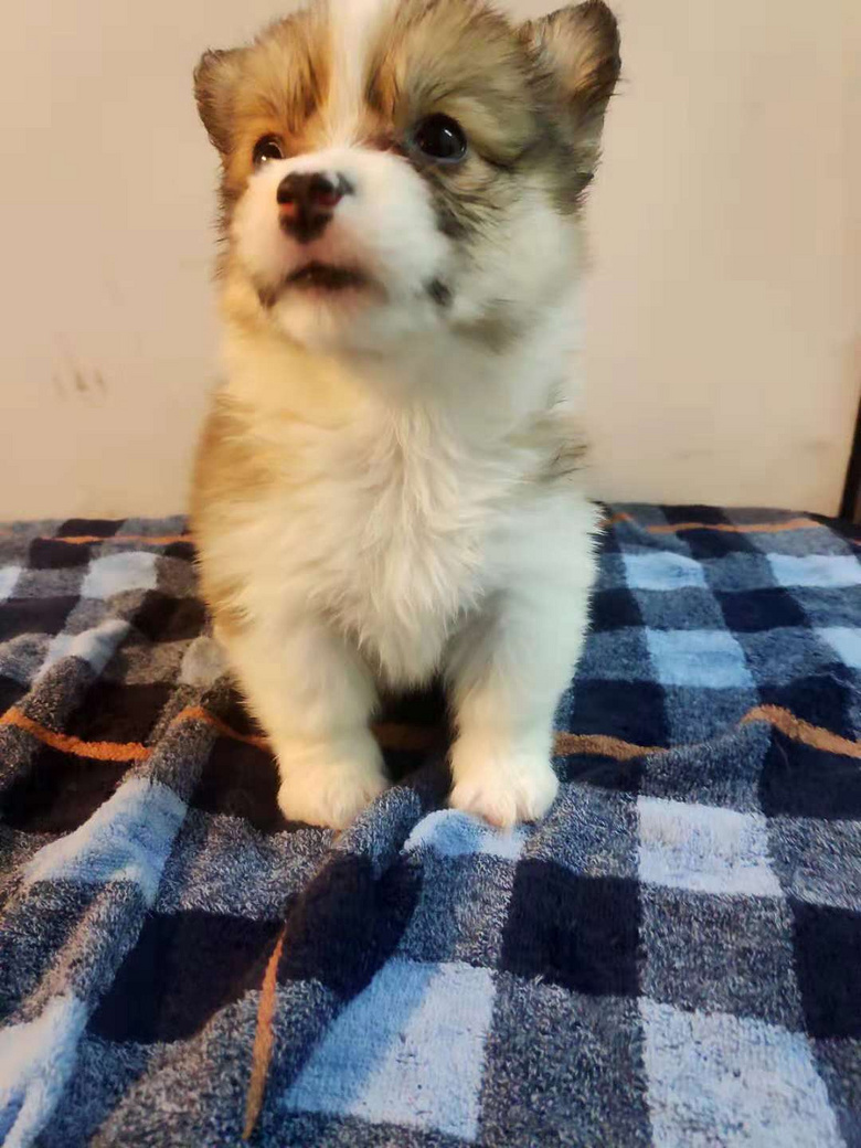 ����С�»���������