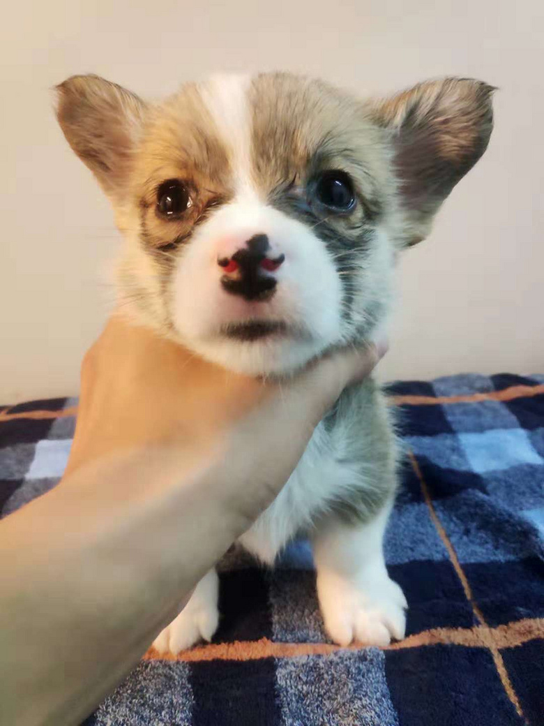 ����С�»���������