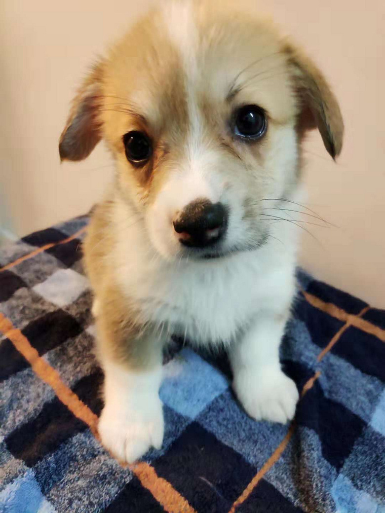 ����С�»���������