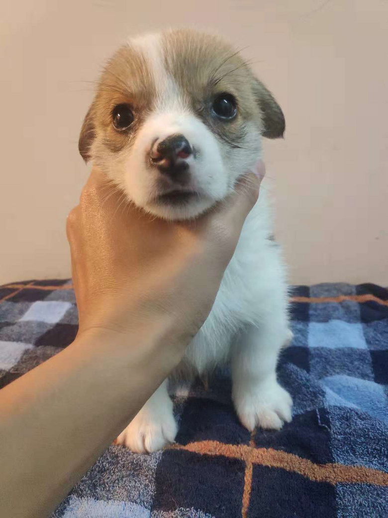 ����С�»���������