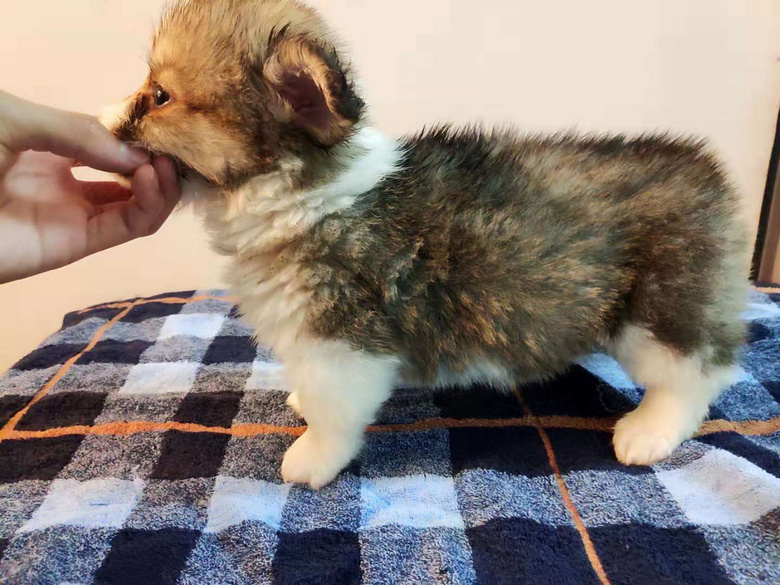 ����С�»���������