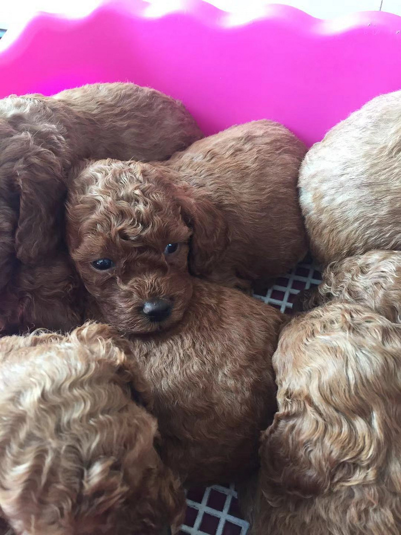 ��ɫ̩��600һֻ��