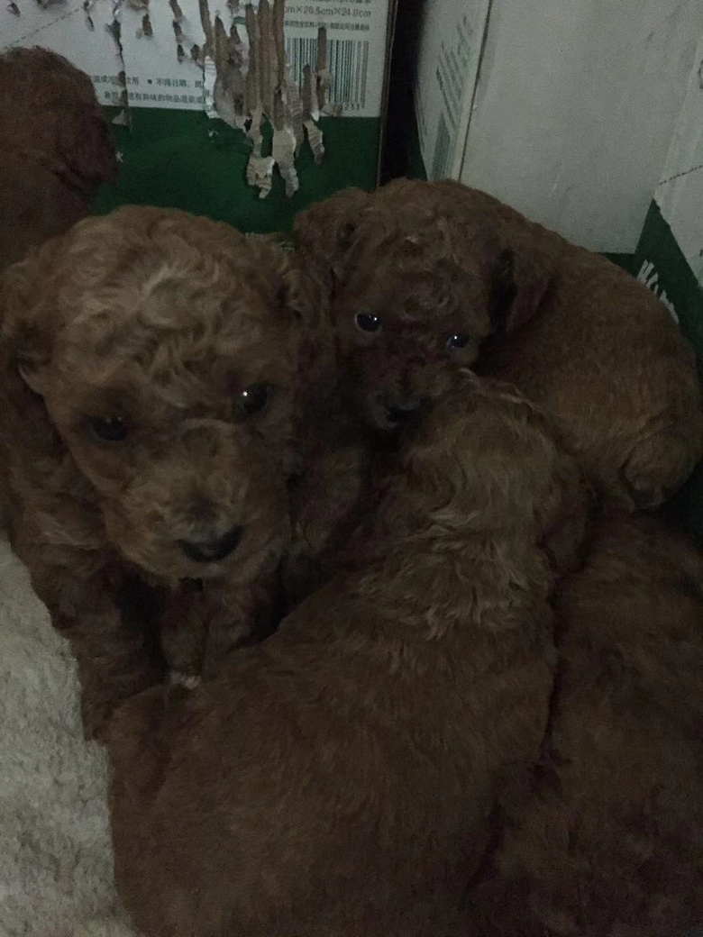 ��ɫ̩��600һֻ��