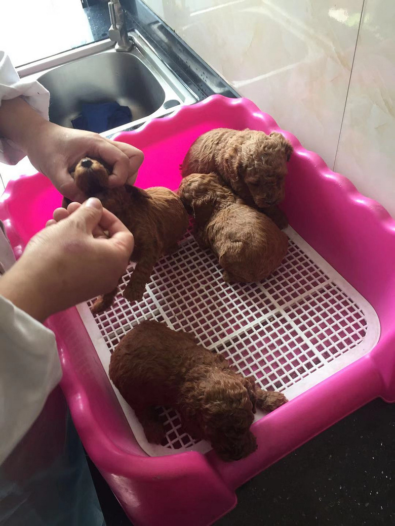 ��ɫ̩��600һֻ��