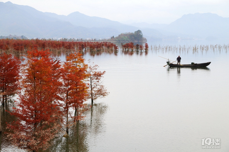 黄岩长潭水库红树林