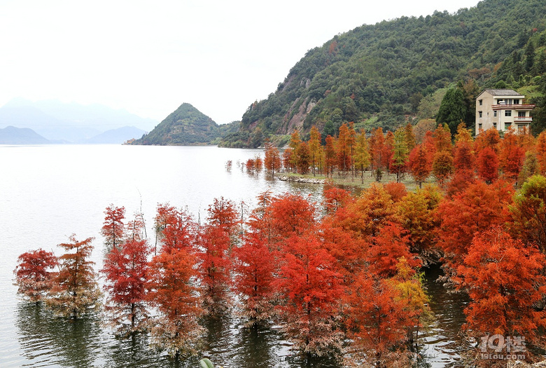 黄岩长潭水库红树林