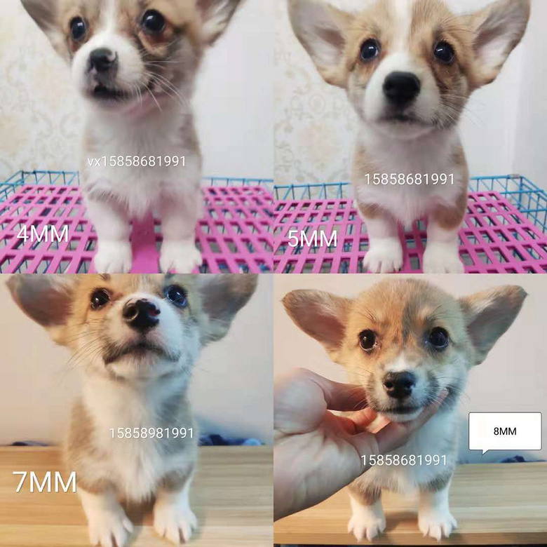 ����С�»���