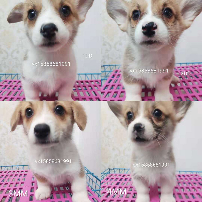 ����С�»���