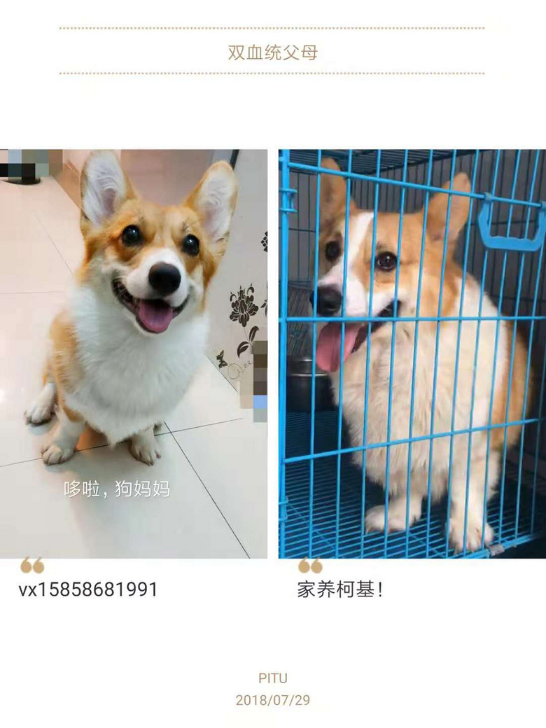 ����С�»���