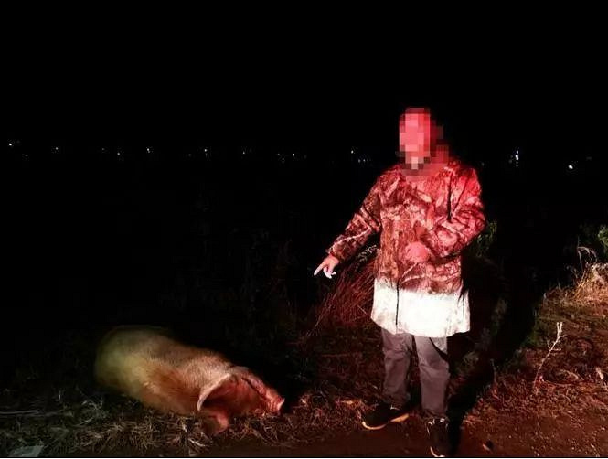 台州钱包家猪病死了,转眼老伯竟然图片v钱包,找累的搞笑了尸体人间图片