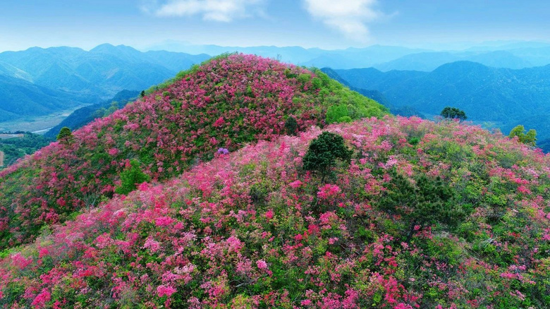 台州这几处山头已陆续到达杜鹃花最佳赏花期附最全攻略