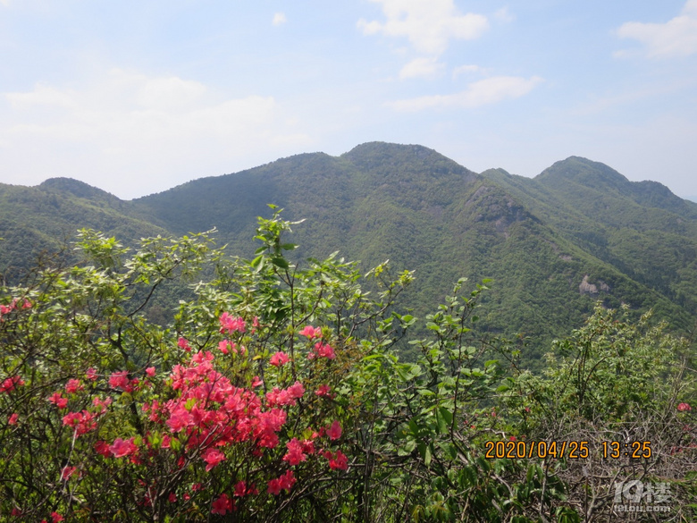 山道边上的杜鹃花