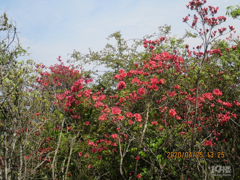 山道边上的杜鹃花