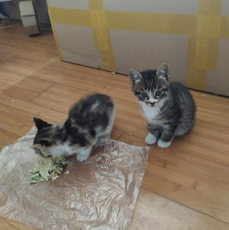 �����һ�¶��Сè��